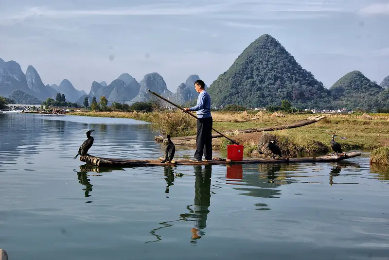 Cormorant fishing